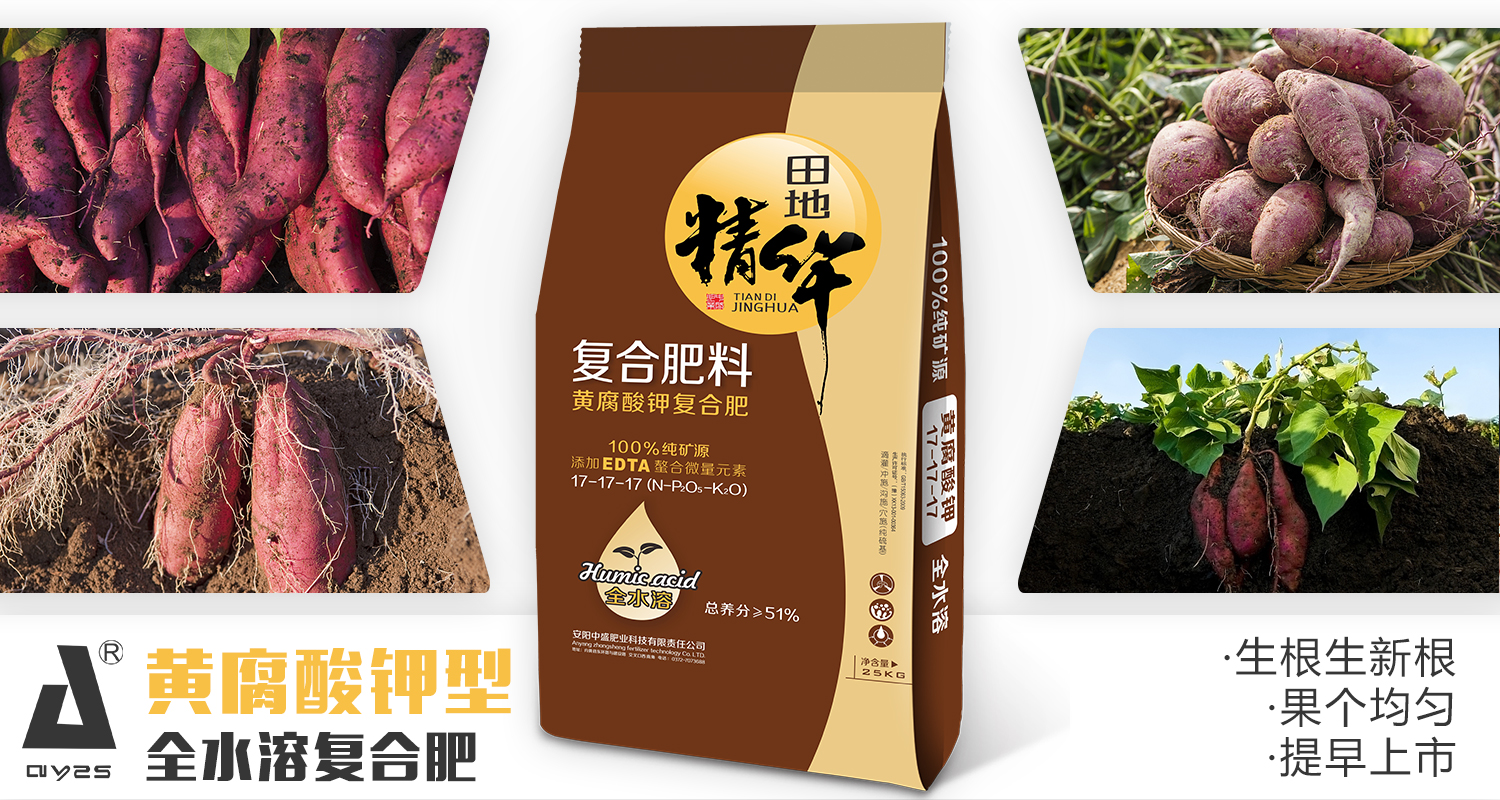 红薯